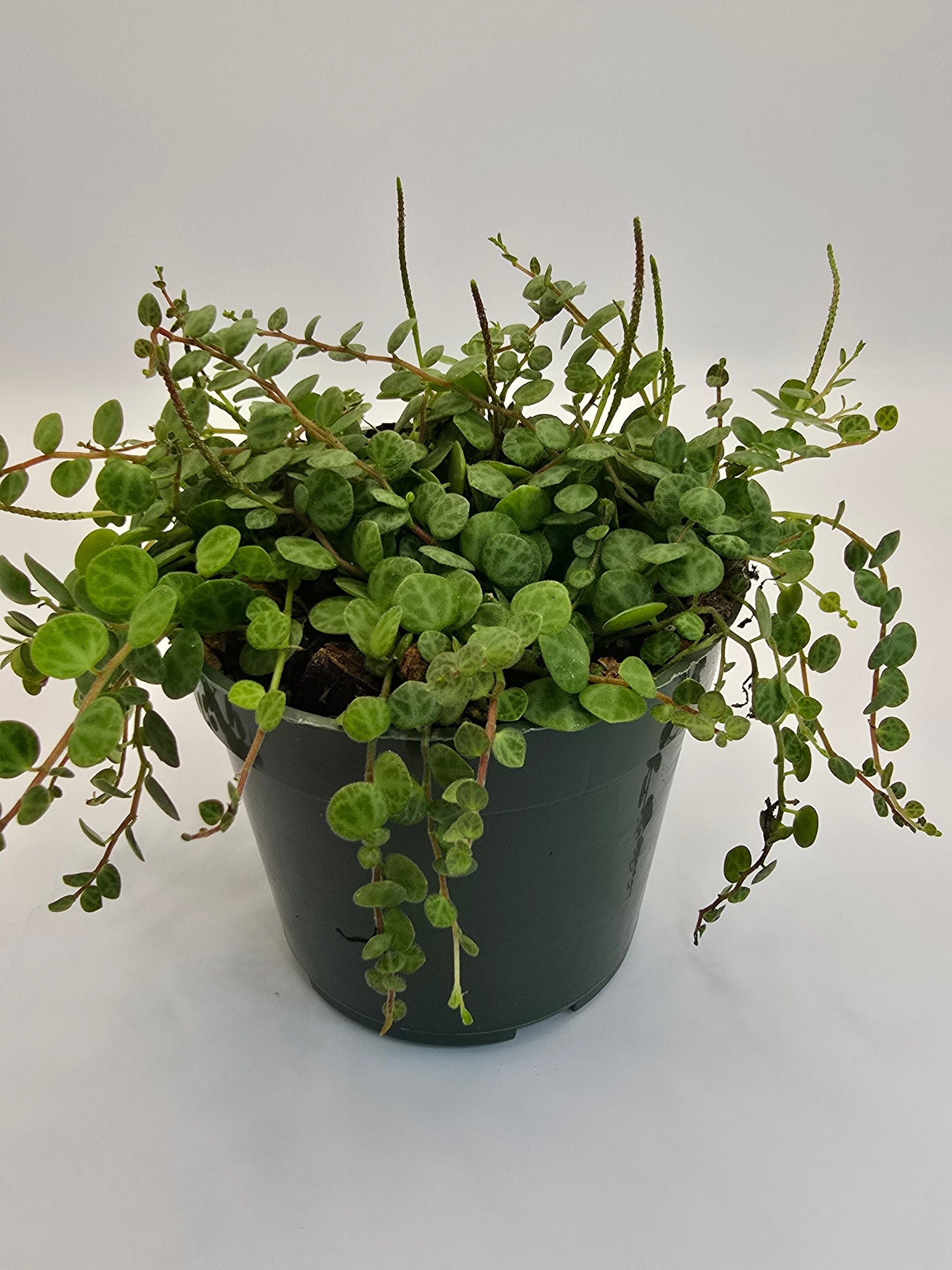 String of Turtles 4" pot