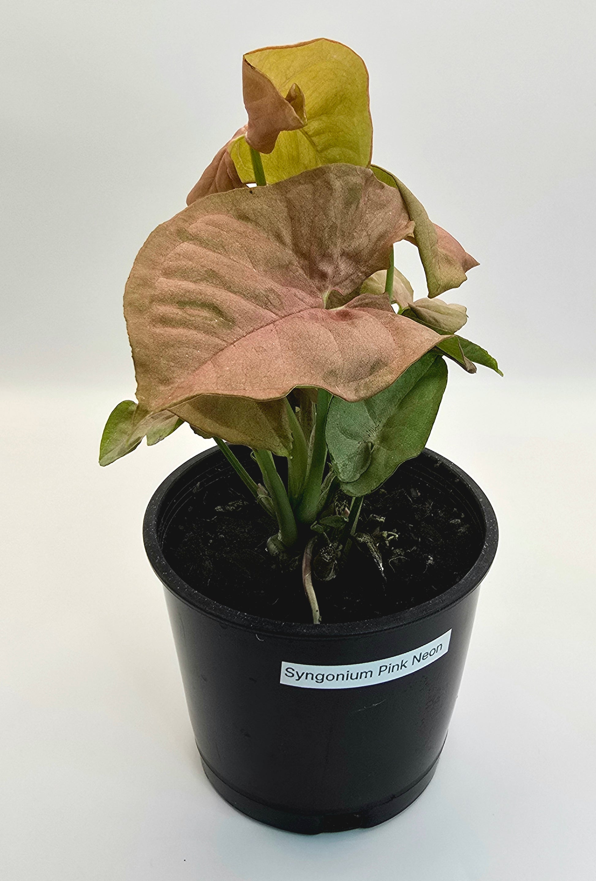 Syngonium Pink Neon 4" pot