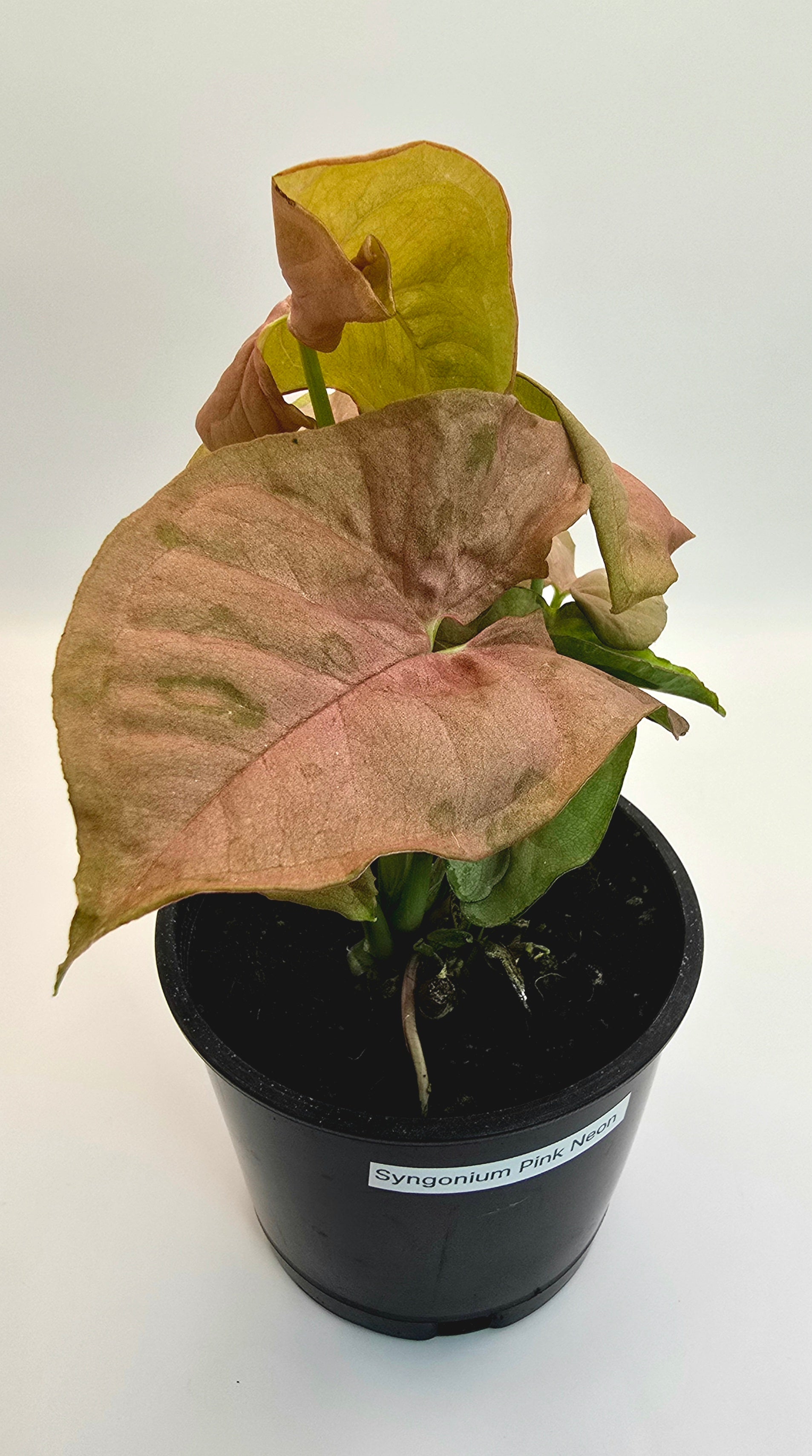 Syngonium Pink Neon 4" pot