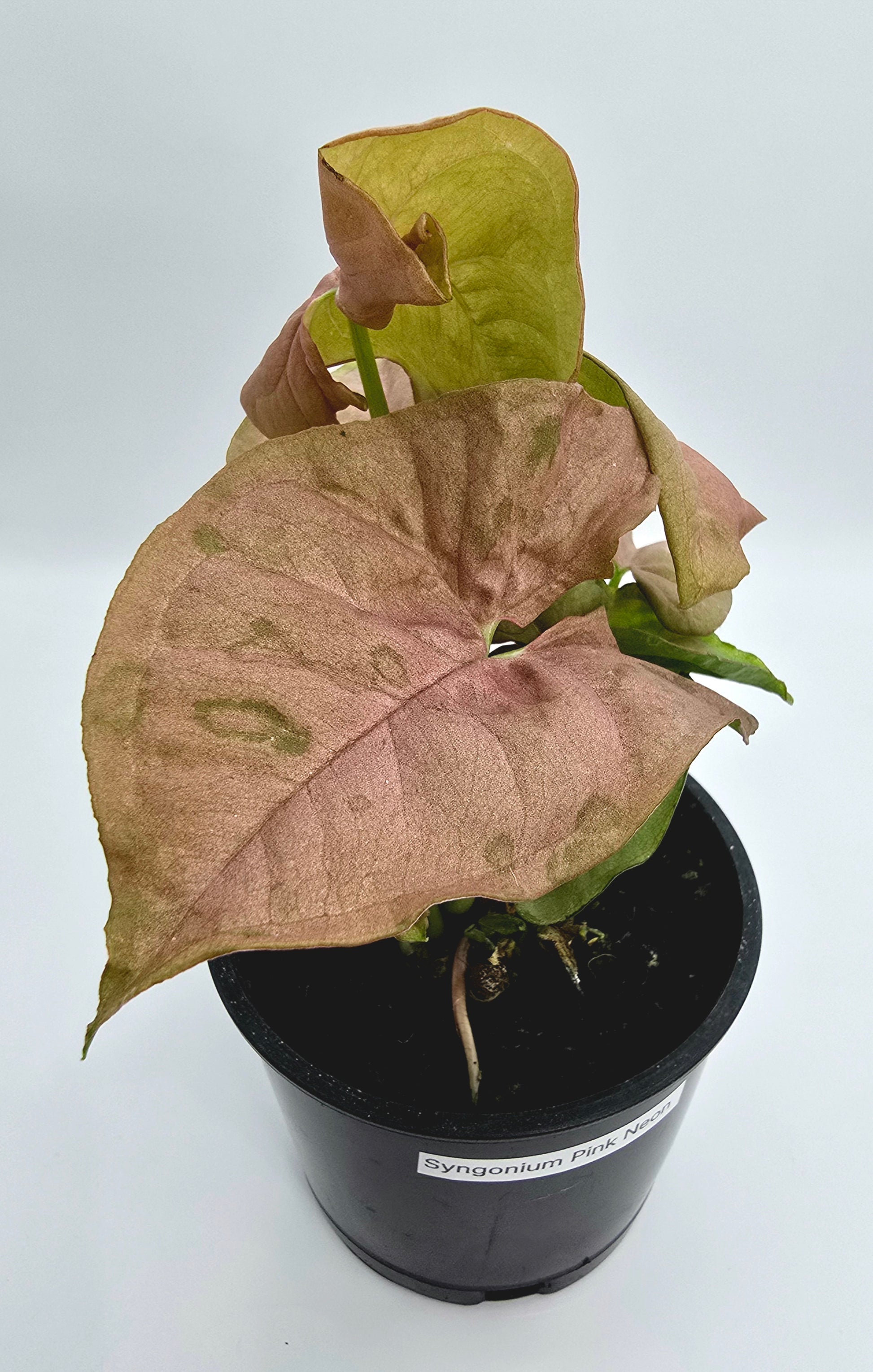 Syngonium Pink Neon 4" pot