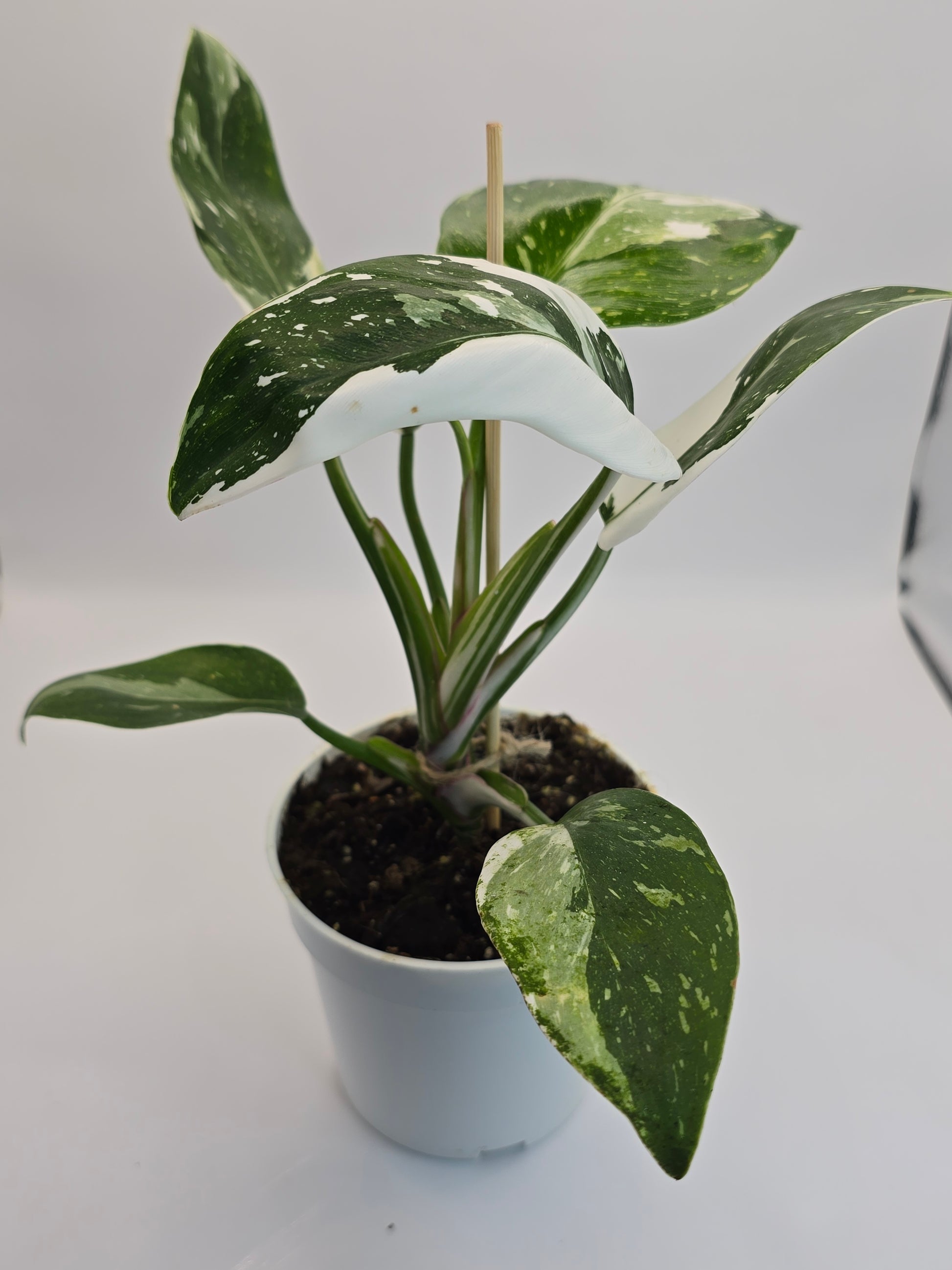 Philodendron White Princess Plant