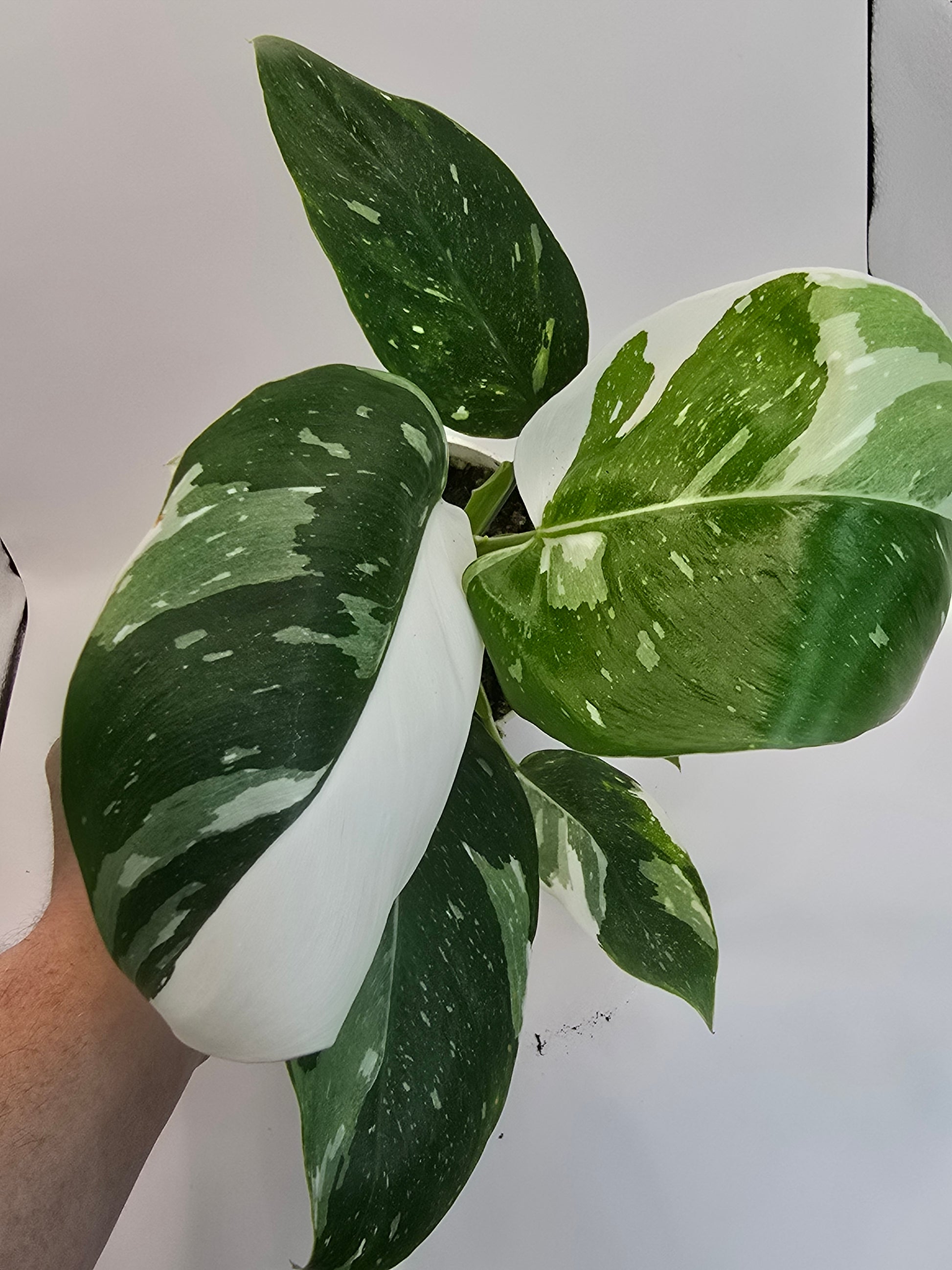 Philodendron White Princess Plant
