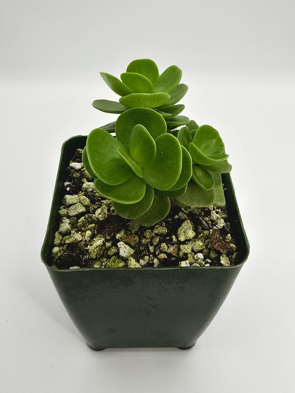 Portulaca Molokiniensis "LHI" – Rare Succulent - Hawaiian Succulent
