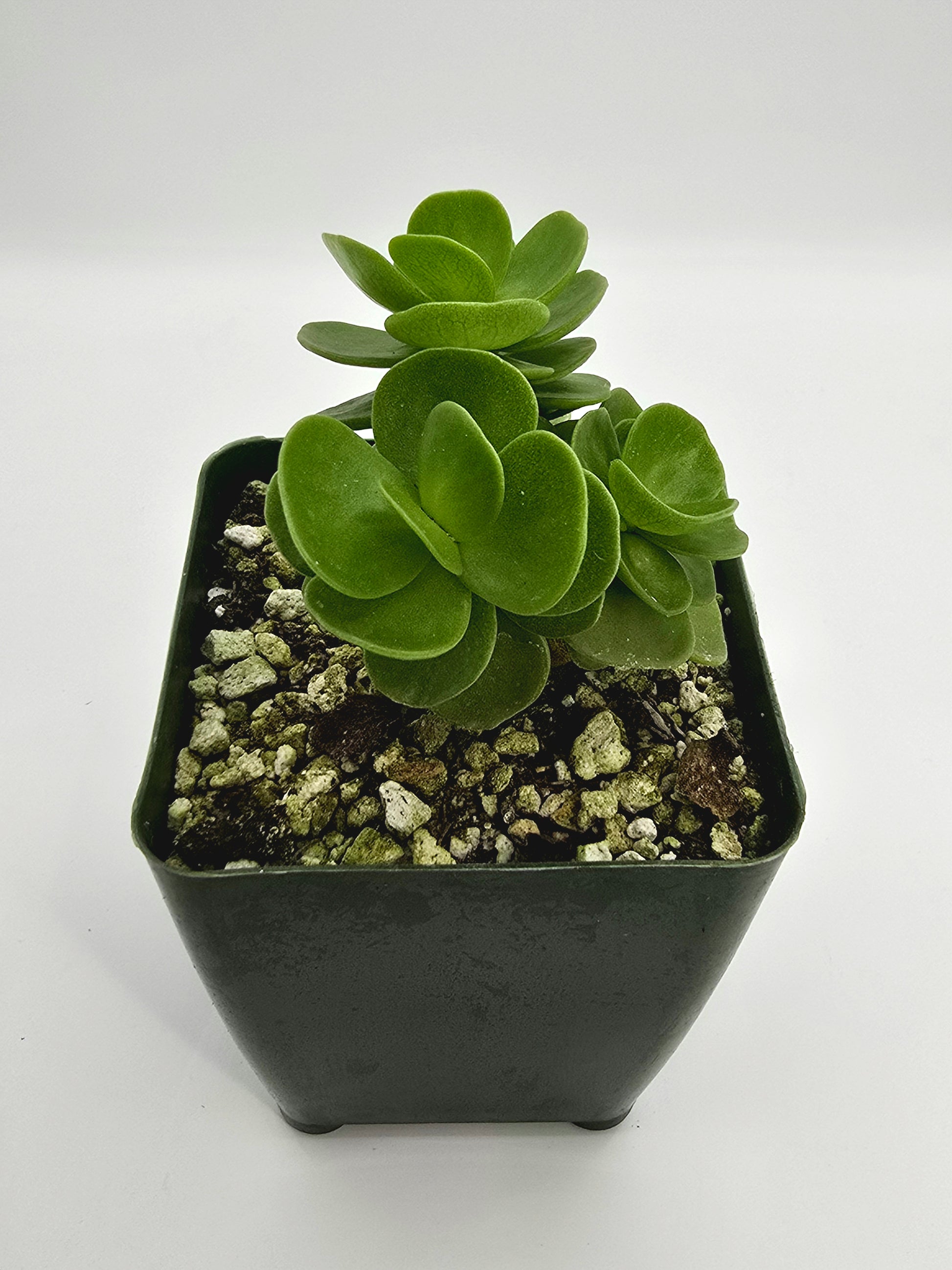 Portulaca Molokiniensis "LHI" – Rare Succulent - Hawaiian Succulent