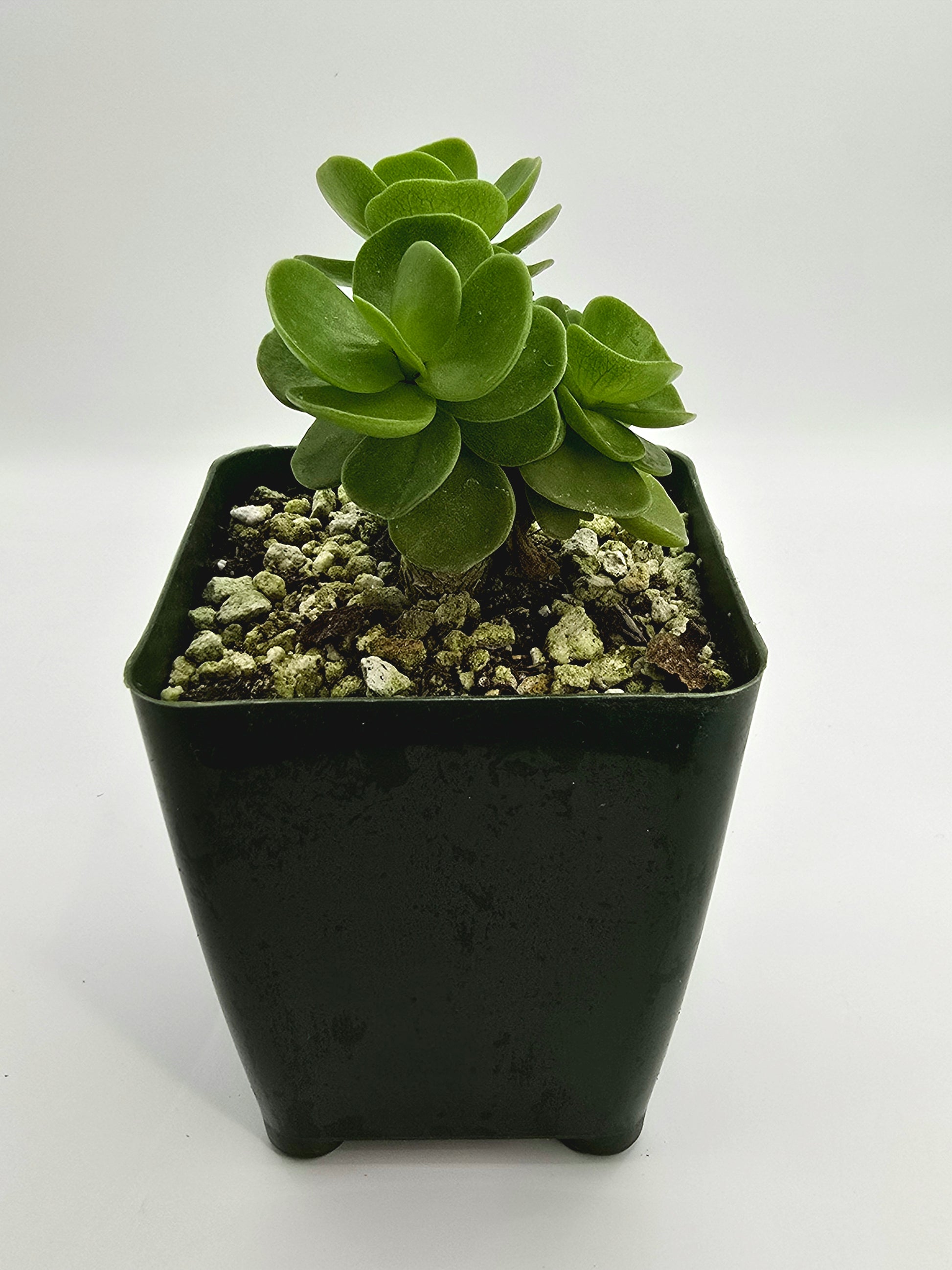 Portulaca Molokiniensis "LHI" – Rare Succulent - Hawaiian Succulent