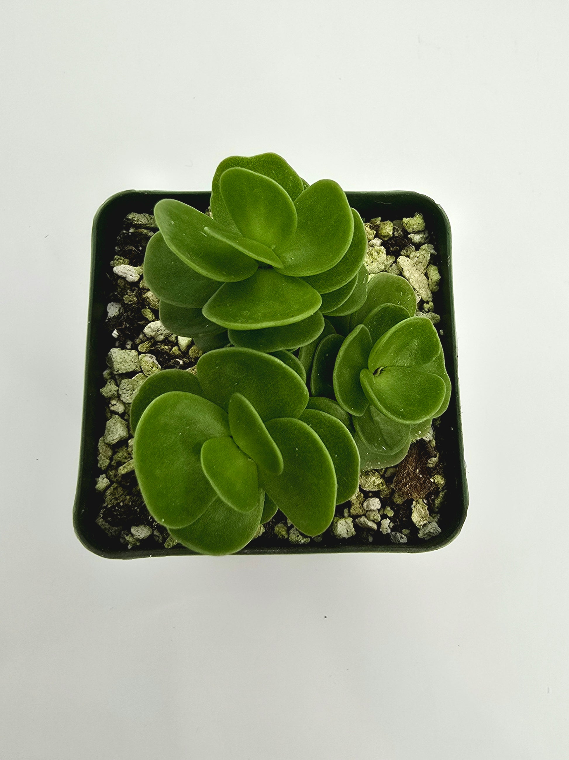 Portulaca Molokiniensis "LHI" – Rare Succulent - Hawaiian Succulent