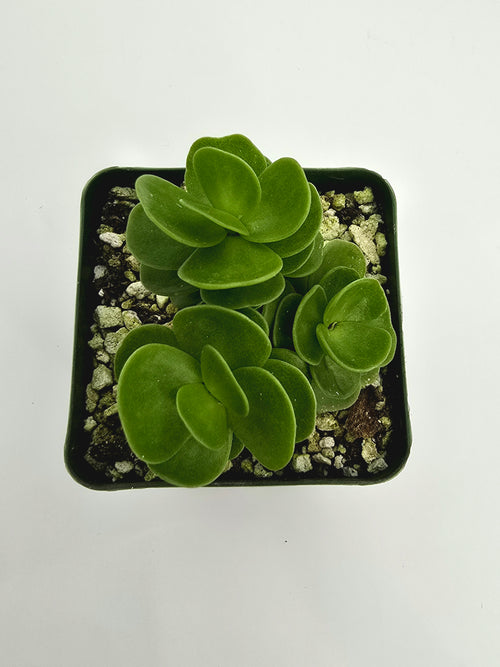 Portulaca Molokiniensis "LHI" – Rare Succulent - Hawaiian Succulent