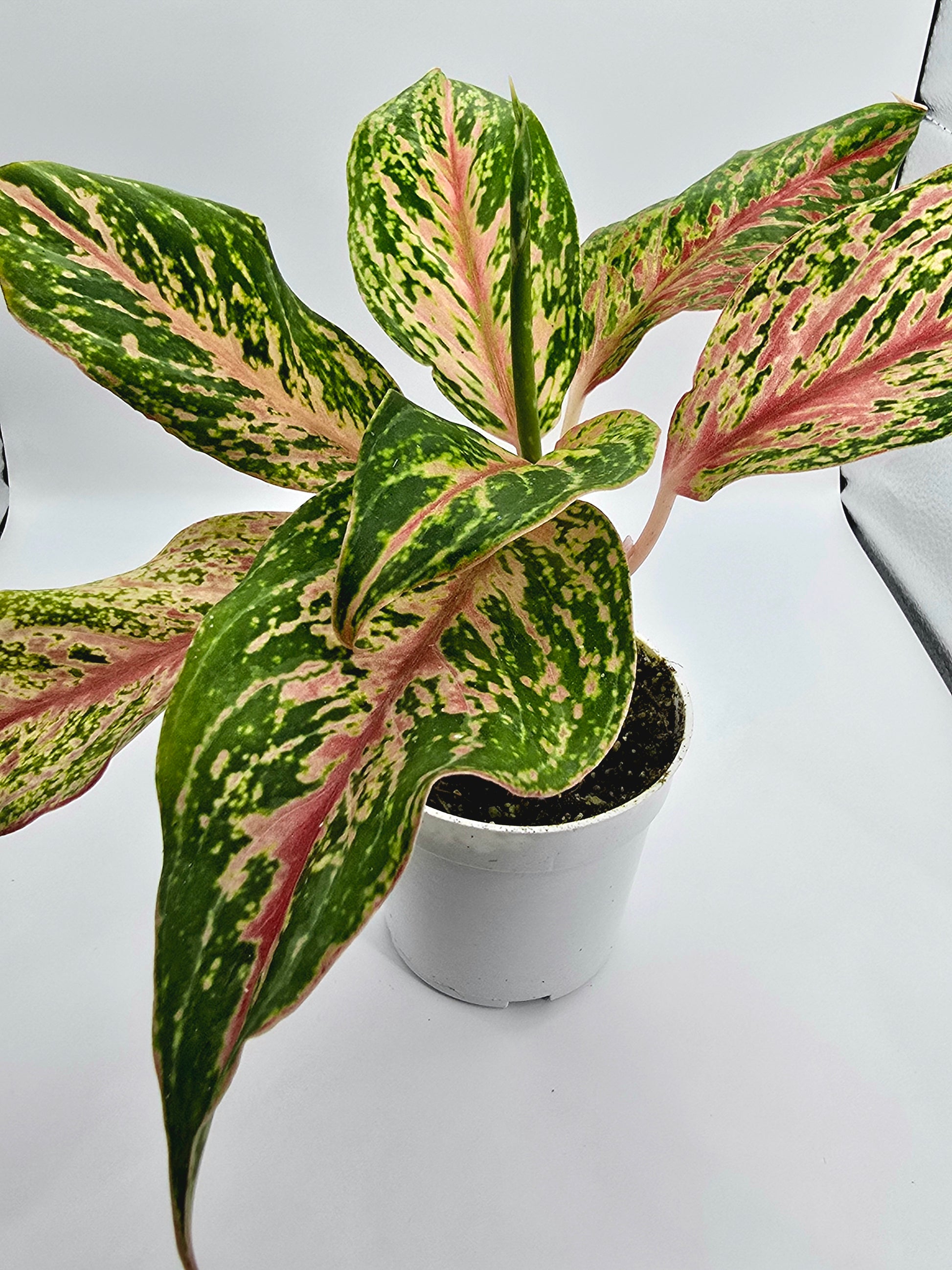 Aglaonema – Sparkling Sarah Chinese Evergreen