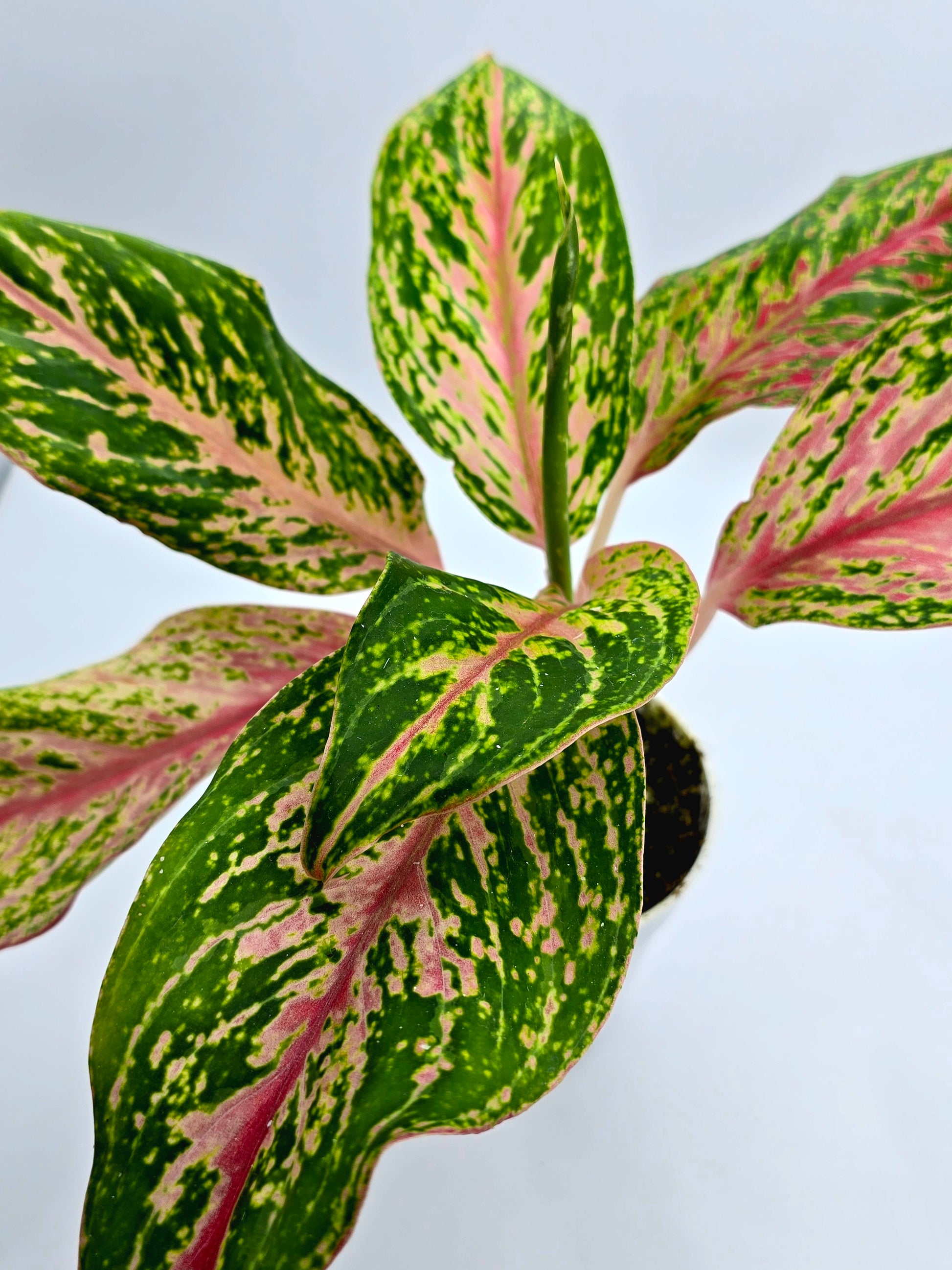 Aglaonema – Sparkling Sarah Chinese Evergreen