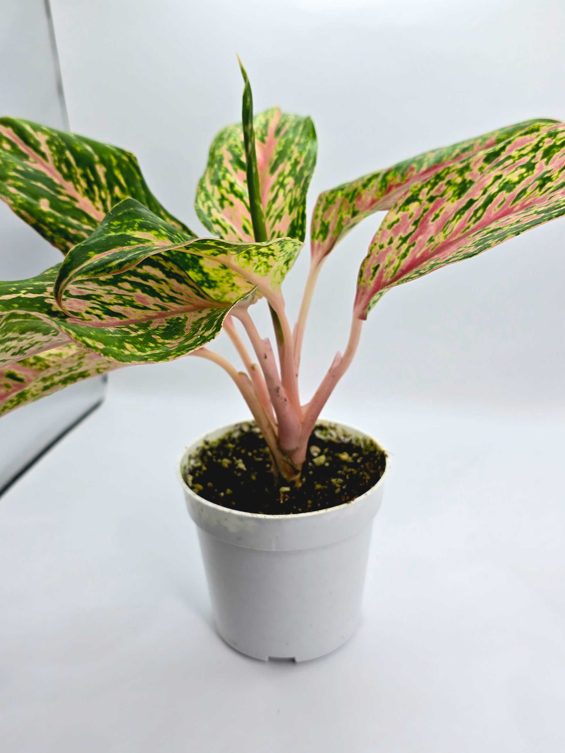 Aglaonema – Sparkling Sarah Chinese Evergreen