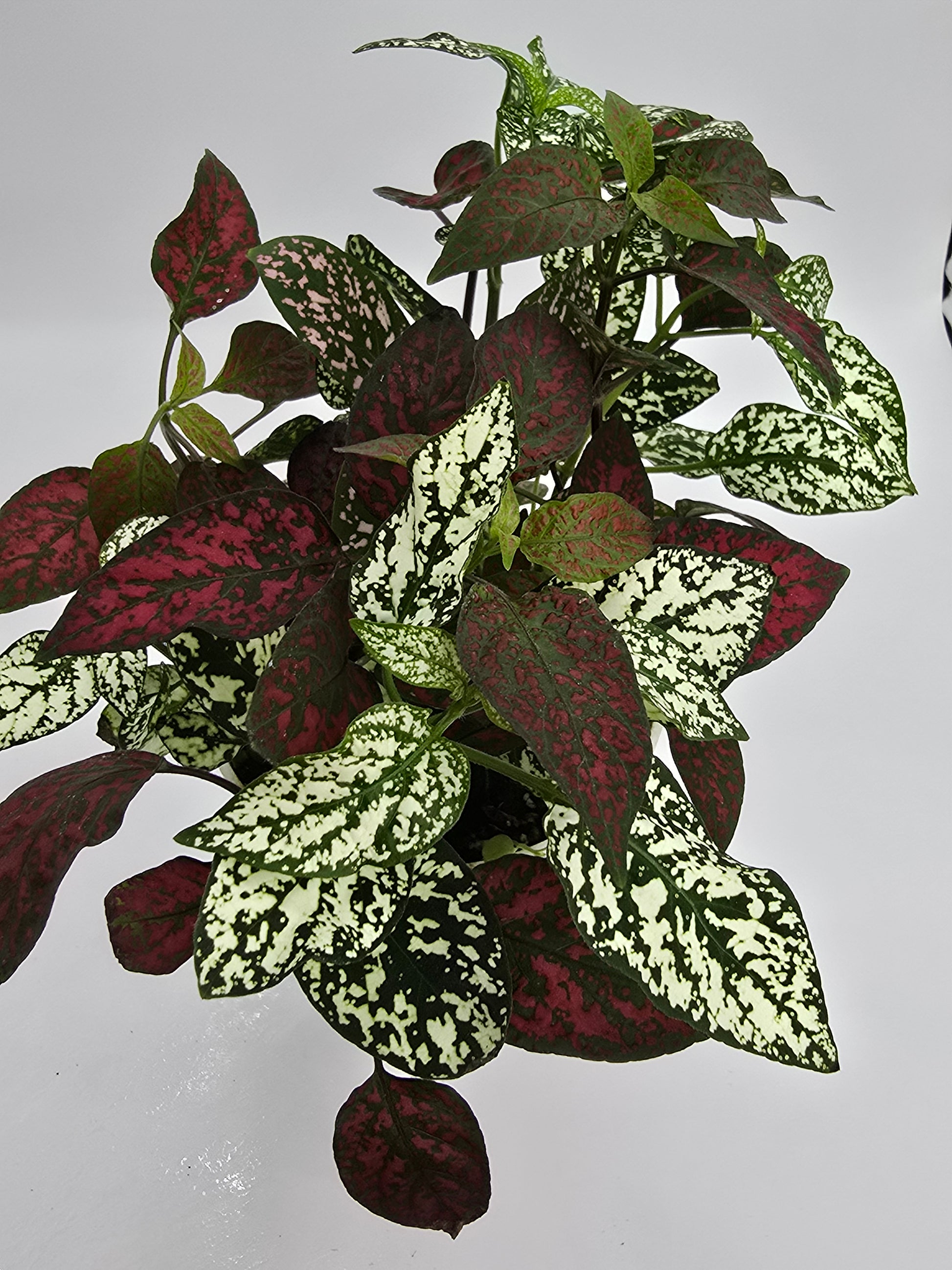 Tricolor Polka Dot Plant aka Hypoestes phyllostachya 4" pot