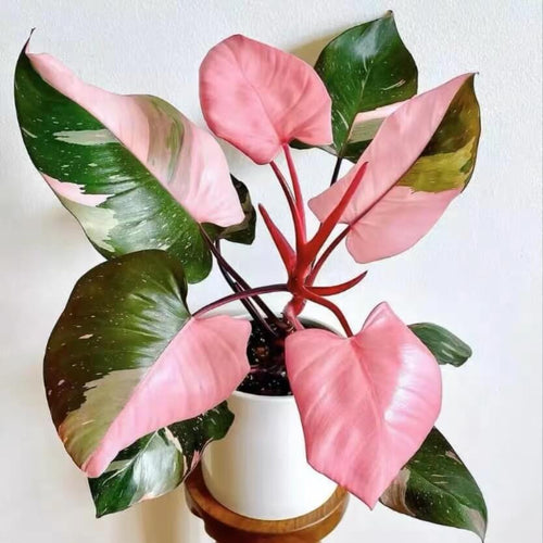 Pink Princess Philodendron